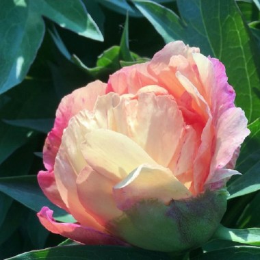 peony-al-s-choice (1)